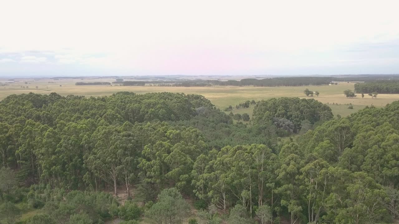 Luchtfoto van een bos met veel eucalyptusbomen en zeer groene dennen in Uruguay, Rocha.