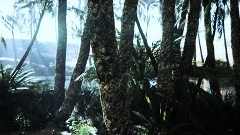 El-Sendero-Del-Oasis-De-Palmeras-Es-Una-De-Las-Muchas-Caminatas-Populares-En-El-Parque-Nacional