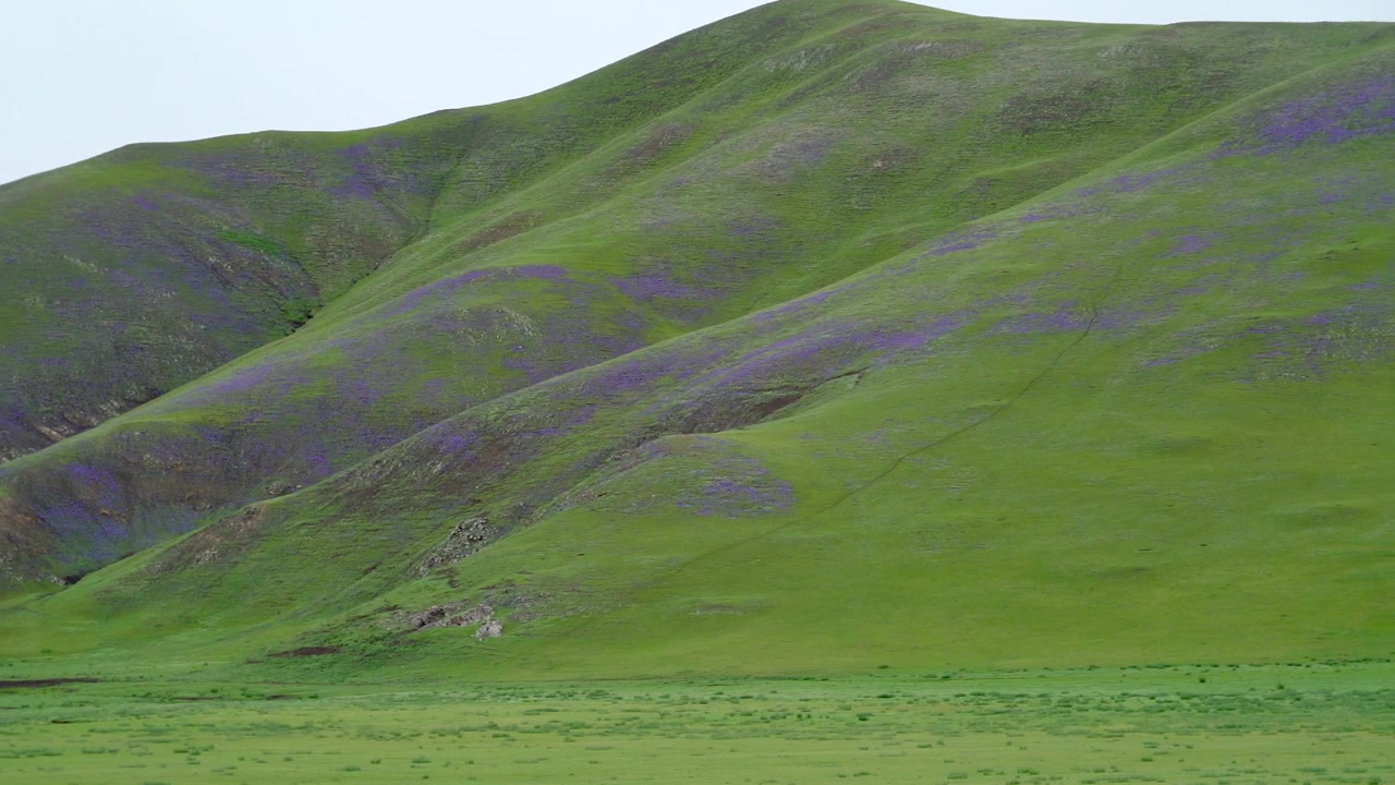 Dolci colline verdi coperte di fiori selvatici viola.