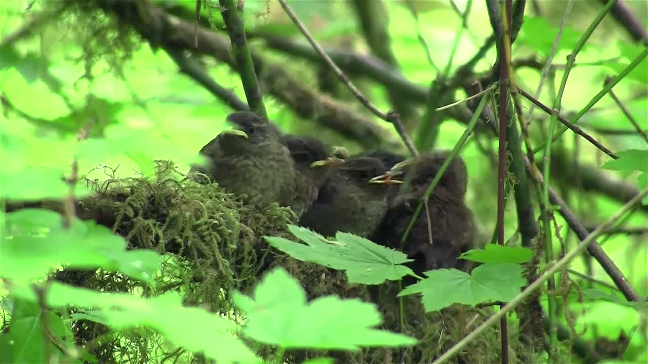 새끼 굴뚝새는 둥지에서 어미가 숲으로 돌아올 때까지 기다립니다.