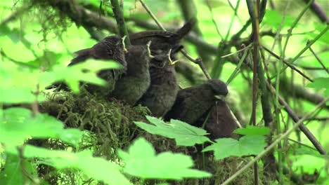 Los-Reyezuelos-Esperan-En-Su-Nido-A-Que-Su-Madre-Regrese-Al-Bosque