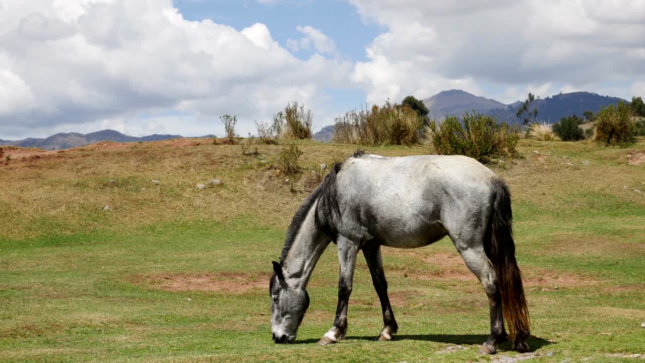 caballo pastando en el pasto de montaña. hermoso paisaje rural