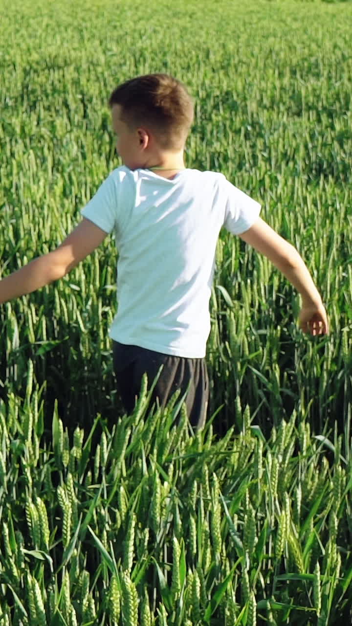 Little boy is walking along the wheat field at sunset.. Vertical video
