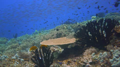 un nado muy tranquilo a través de un arrecife de coral ocupado