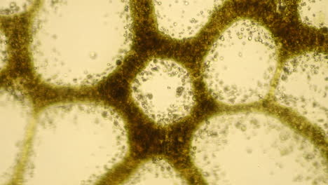 microscopic view of biological structure
