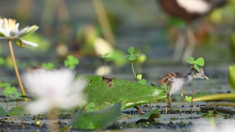 Polluelos-De-Jacana-De-Cola-De-Faisán-Alimentándose-Junto-Con-Su-Padre