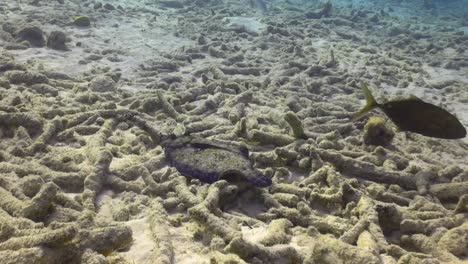 purple peacock flounder