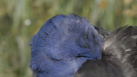 colorful pukeko bird cleaning itself, close up