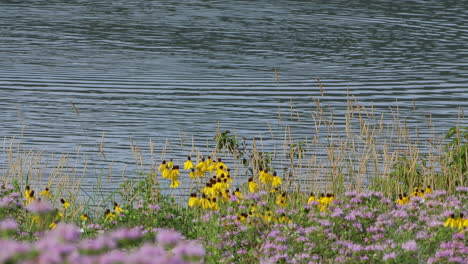 some beautiful wildflowers along the edge of a lake