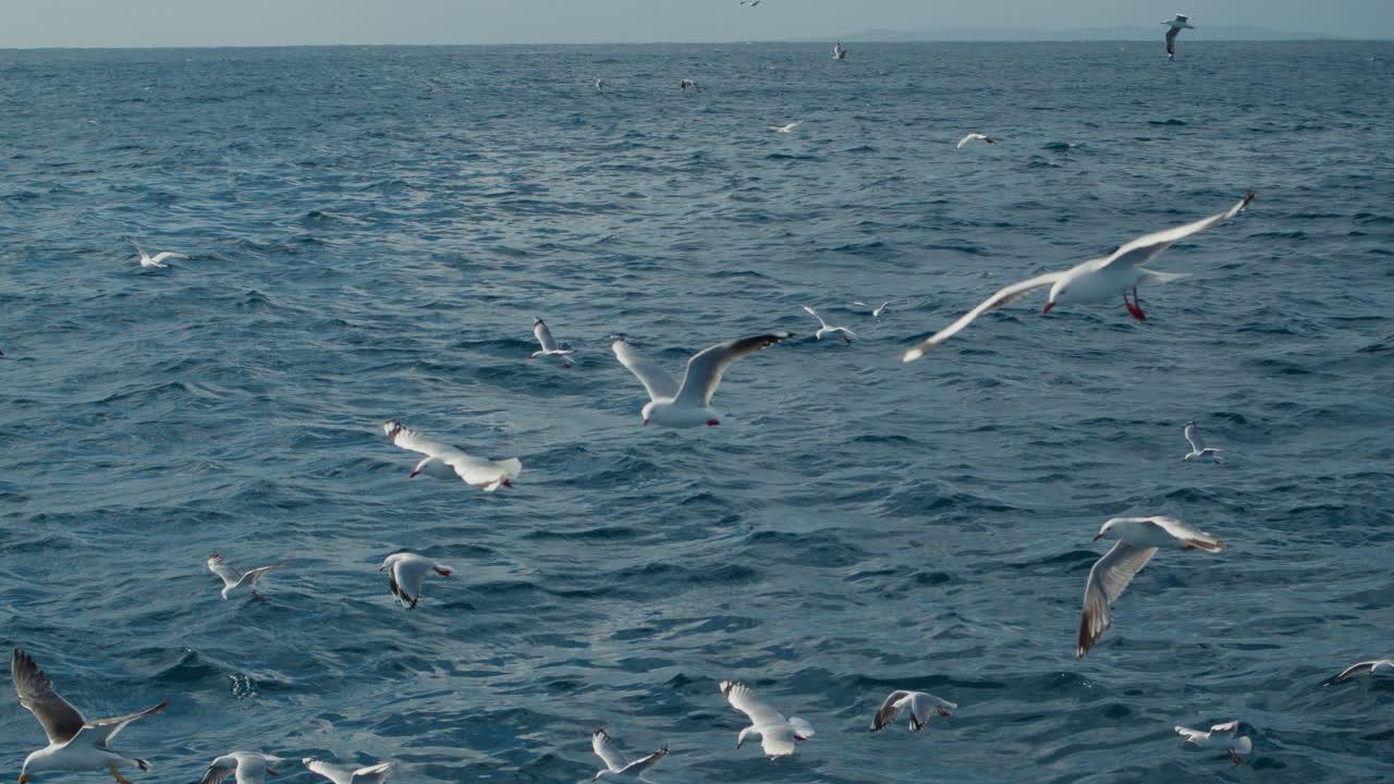 Seabirds crossing wide ocean in peaceful slow cinematic flight