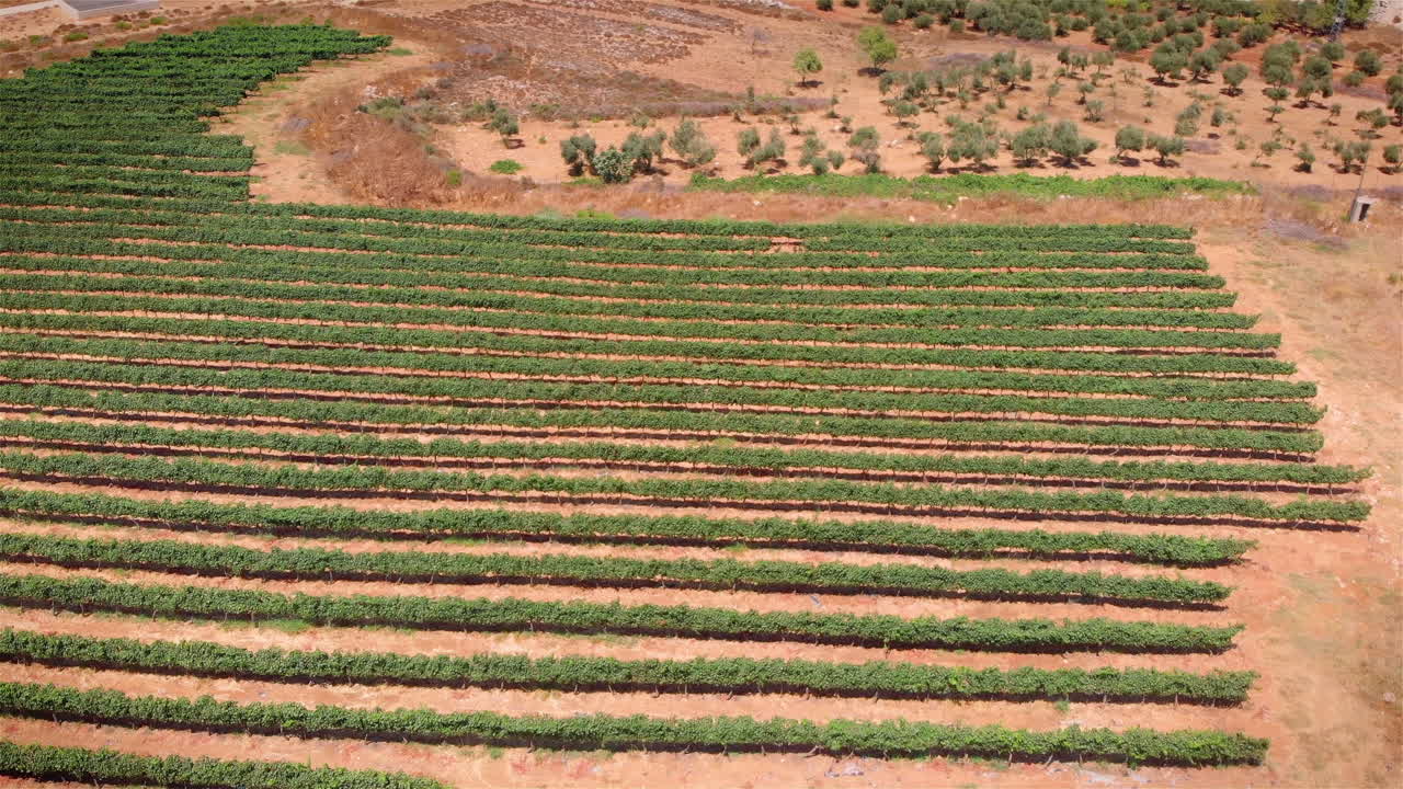 Vineyard field in the desert Aerial view