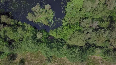 Aerial-Fly-Over-of-a-lush-forest-pond-full-of-lily-pads