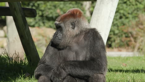 a gorilla sitting in an enclosure at a zoo