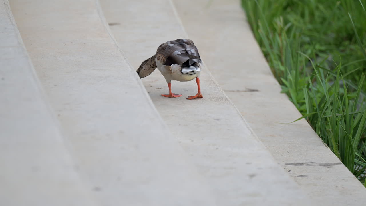 Duck pecking at food on concrete steps