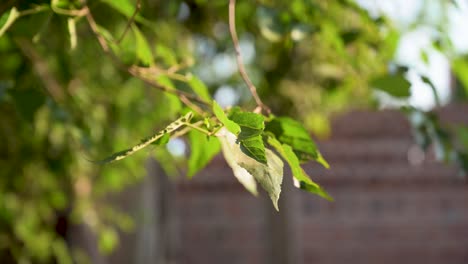 Brombeerbaumblätter-Bewegen-Sich-Mit-Dem-Wind-In-Einem-Hinterhof