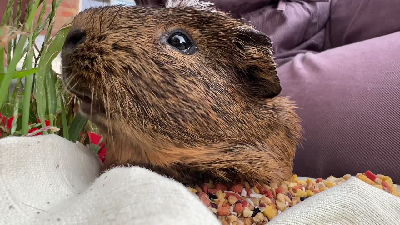 기니피그가 먹고 만지는 것