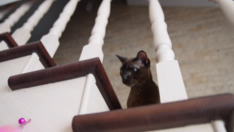 domestic cat at home on stairs. cute cat sitting on wooden deck stairs at home