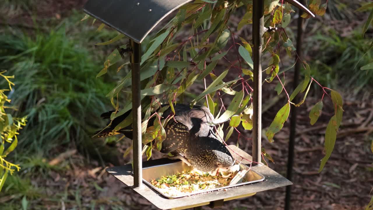 una cacatúa comiendo en un alimentador de pájaros en melbourne