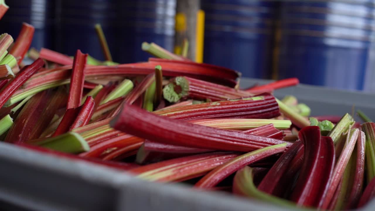 A slow motion close up shot of Rhubarb in a container in a farm