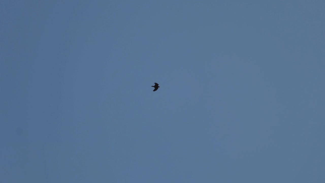 Predator bird flying on the blue sky. Falcon flight. Hawk flying. Wild animal