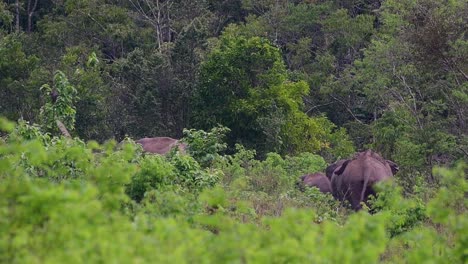 Die-Asiatischen-Elefanten-Sind-Vom-Aussterben-Bedroht-Und-Sie-Sind-Auch-In-Thailand-Beheimatet