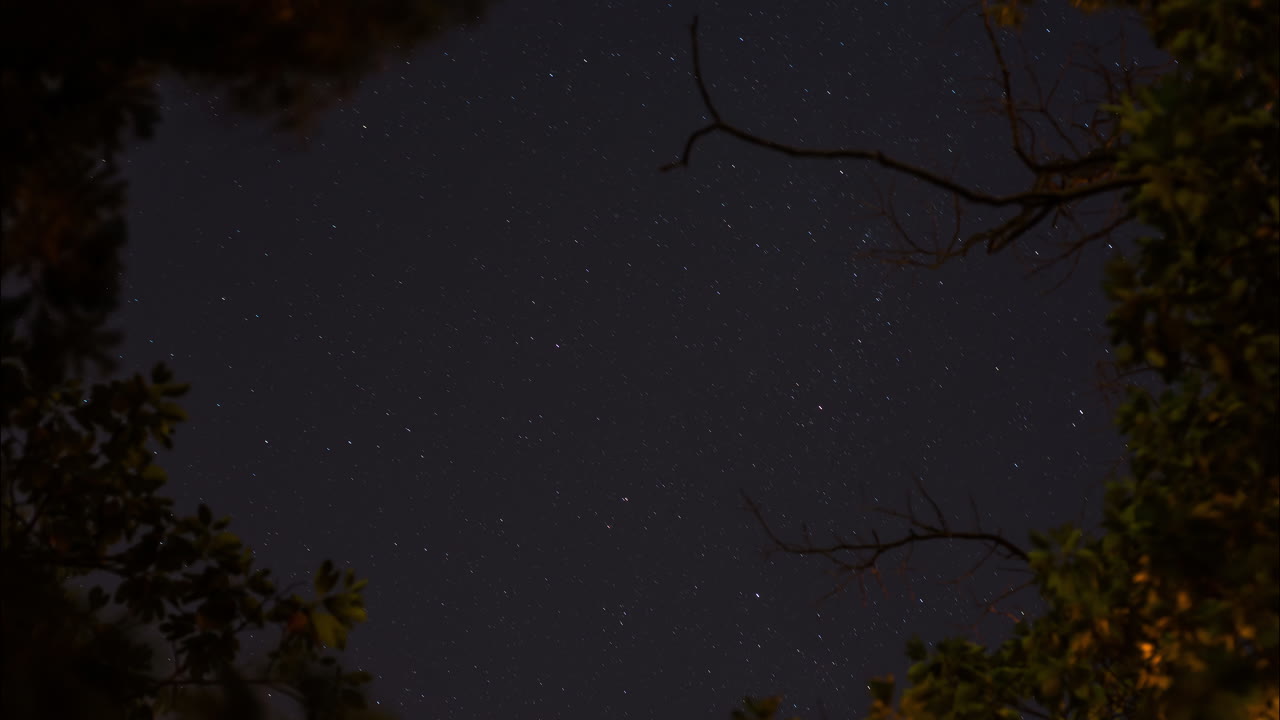 Timelapse di un bellissimo cielo notturno stellato che ruota nel tempo dietro rami d'albero in controluce
