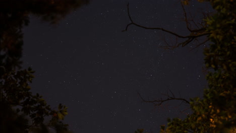 timelapse of a beautiful starry night sky spinning over time behind silhouetted tree branches