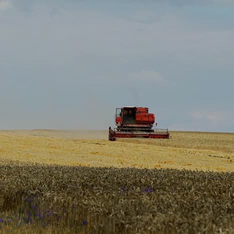 wheat harvest. combine harvester working on the wheat field. food industry concept.