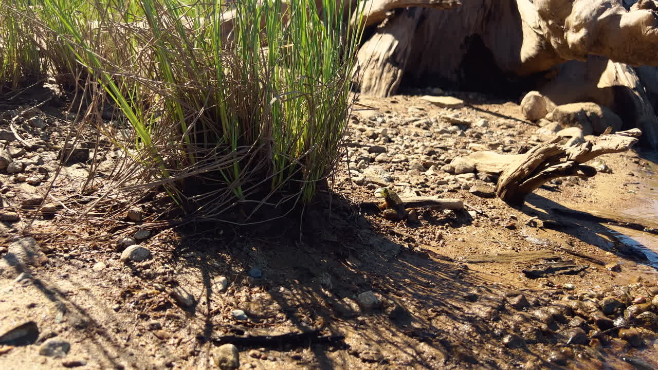 pequeña rana sentada junto a un parche de hierba arbustiva cerca de un lago, durante el día, de mano