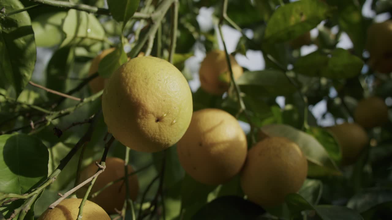 Alcune arance gialle aspettano di maturare su un albero durante una mattina soleggiata in autunno a Napoli in Italia - 07