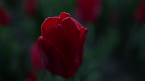Macro-shot-of-red-flower.-Closeup-scarlet-flower-and-green-leaves-in-dark-color.