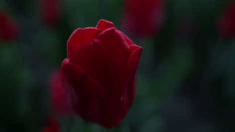 macro shot of red flower. closeup scarlet flower and green leaves in dark color.