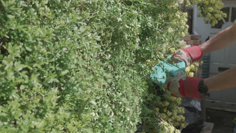 a man trimming a green hedge in a british garden during summer time in slow motion