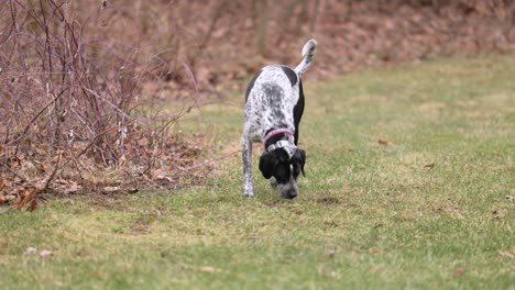 German-shorthaired-pointer-black-and-white-dog-with-a-collar-walking-in-an-empty-field-and-sniffing-the-green-grass,-no-people,-long-shot