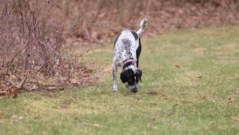 puntero alemán de pelo corto perro blanco y negro con un collar caminando en un campo vacío y olfateando la hierba verde, sin gente, tiro largo