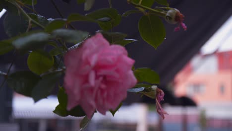 Close-up-shot-of-isolated-branch-of-pink-roses,-blowing-in-the-wind-on-a-cloudy-day