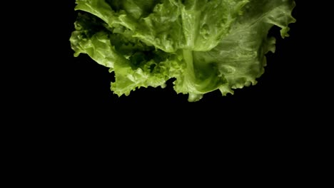 lechuga fresca