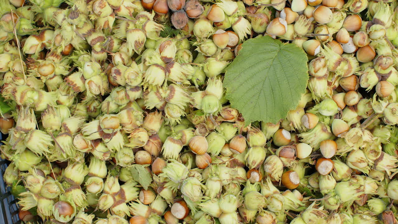 Ripe hazelnuts in nutshells drying, raw fresh picked nuts fruit, harvest autumn time, vegan food