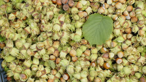 ripe hazelnuts in nutshells drying, raw fresh picked nuts fruit, harvest autumn time, vegan food