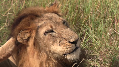 close up of a lion scratching its head and shaking out its manes