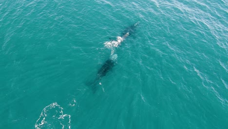 carretilla delantera aérea sobre familia de ballenas francas australes, unión