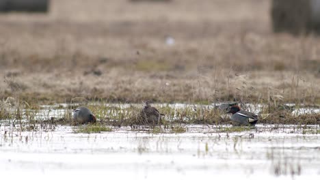 Eurasian-wigeon-flock-swimming-in-flooded-meadow-during-spring-migration