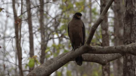 Un-águila-Serpiente-Crestada-Posada-En-Una-Rama-En-La-Jungla