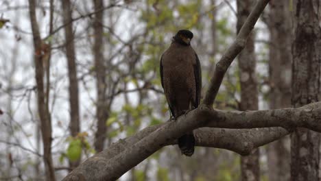 a crested serpent eagle perched on a branch in the jungle