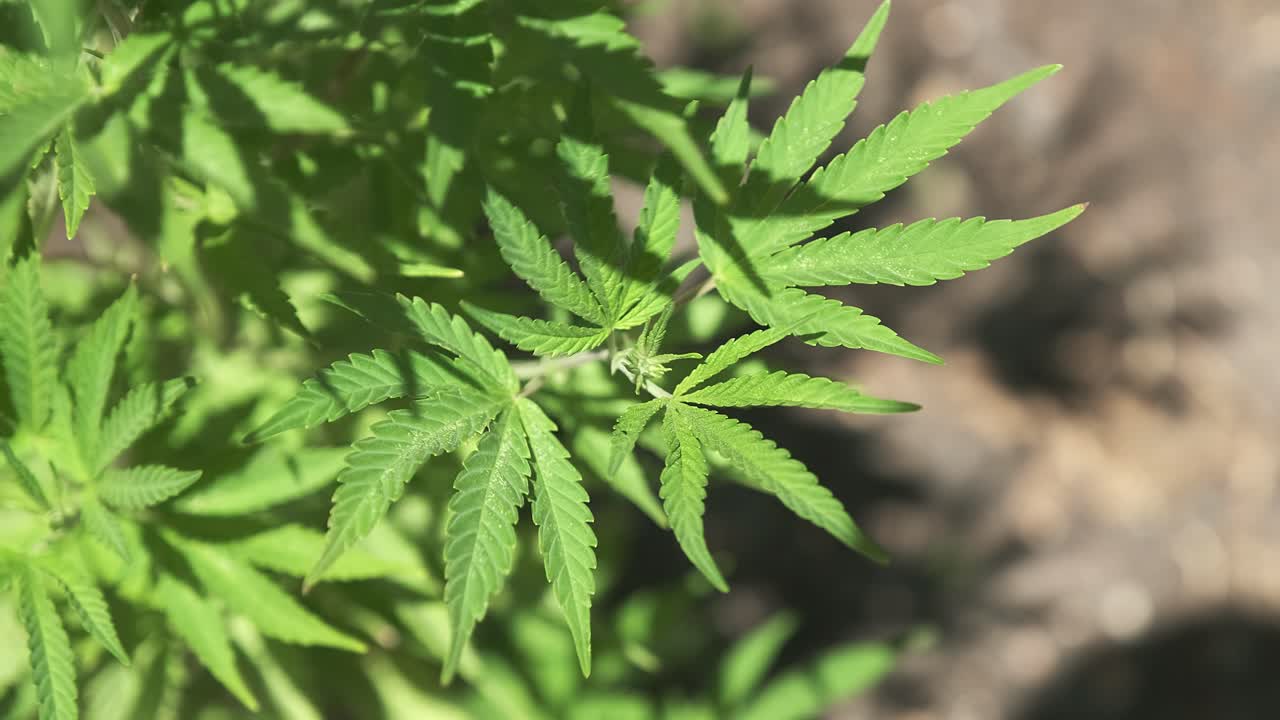 야외에서 야생으로 자라는 대마초