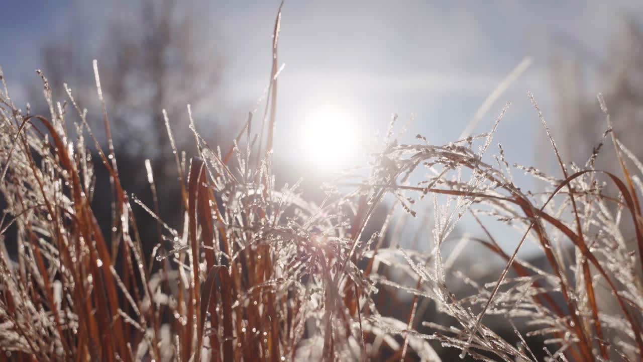 Close up of Frozen Grass