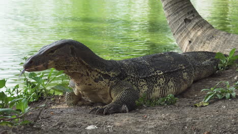 a monitor lizard lurks near the water's edge alter while hunting in the wild