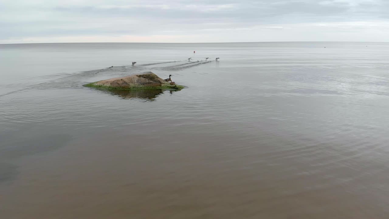 발트해 saulkrasti 지역의 조류 이동 시즌