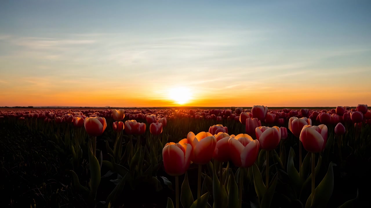 Panoraamanäkymä tulppaanipellosta auringonnousun aikaan, kirkkaine etualan kukkineen, tummine varsineen ja pehmeällä kultaisella valolla matalan horisontin yllä. Rauhallinen, staattinen maisema lämpimällä väriliu'ulla ja seesteisellä tunnelmalla.