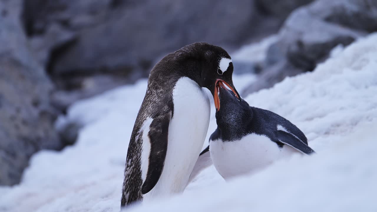 Gentoo Penguins Interacting in Snowy Landscape